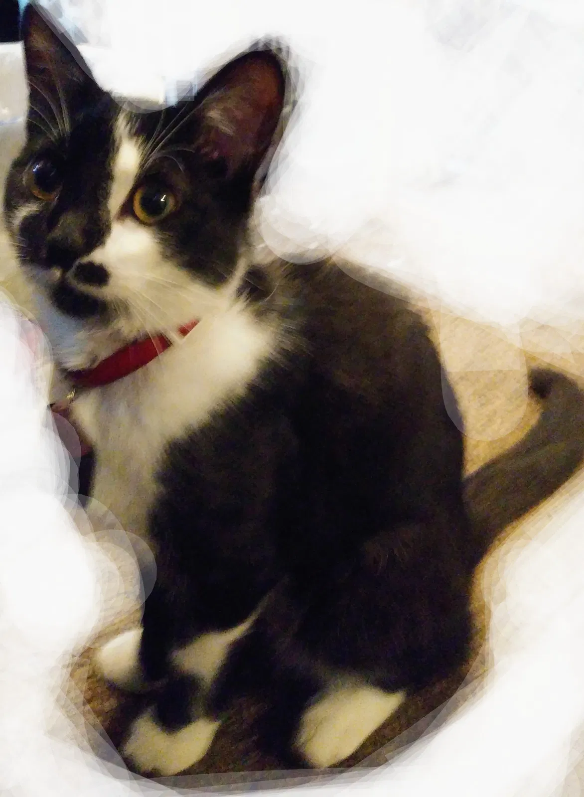 Lost cat in Pueblo, CO, 81001