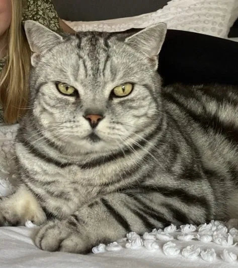 Lost cat in Thousand Oaks, CA, 91360
