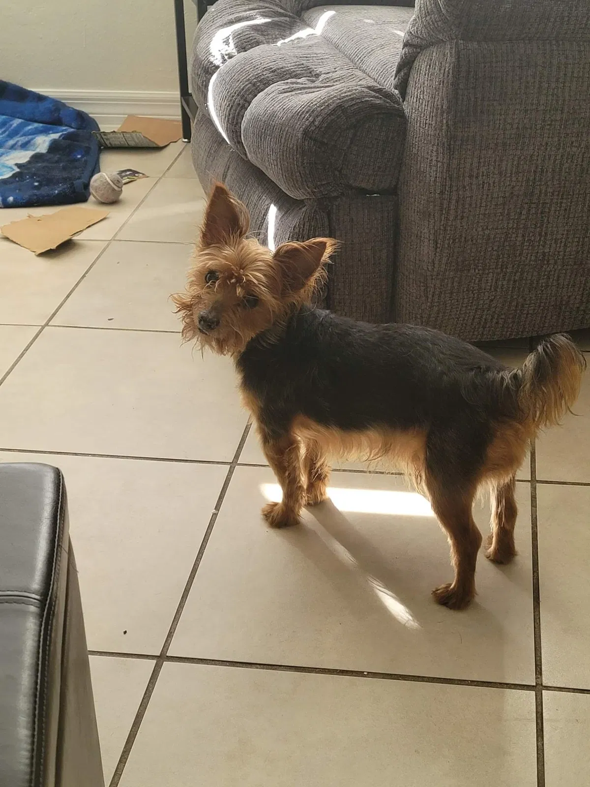 Lost dog in New Port Richey, FL, 34652