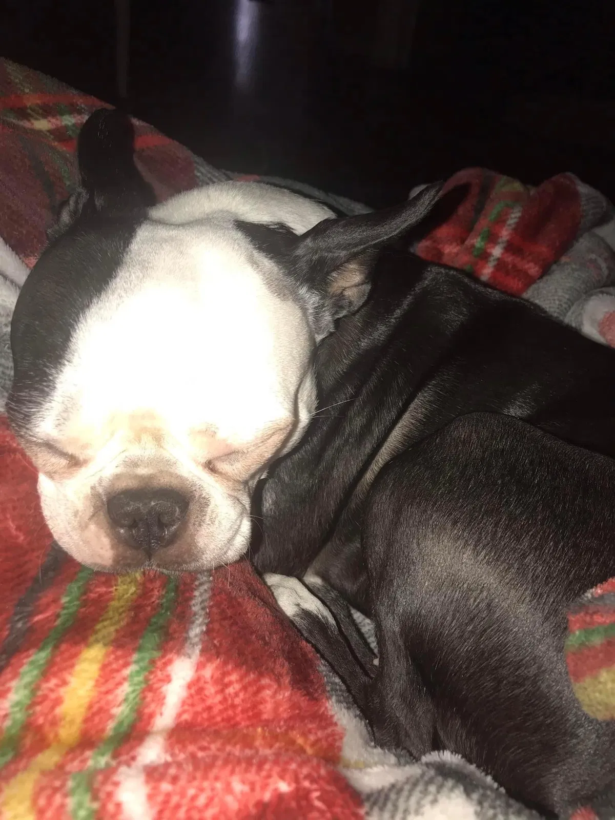 Lost dog in Puyallup, WA, 98374