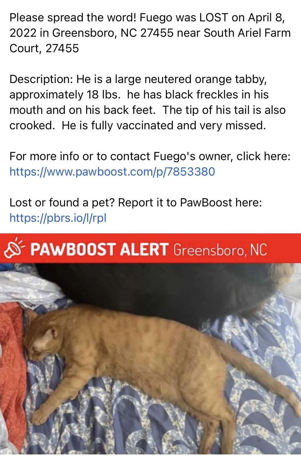 Lost cat in Greensboro, NC, 27455