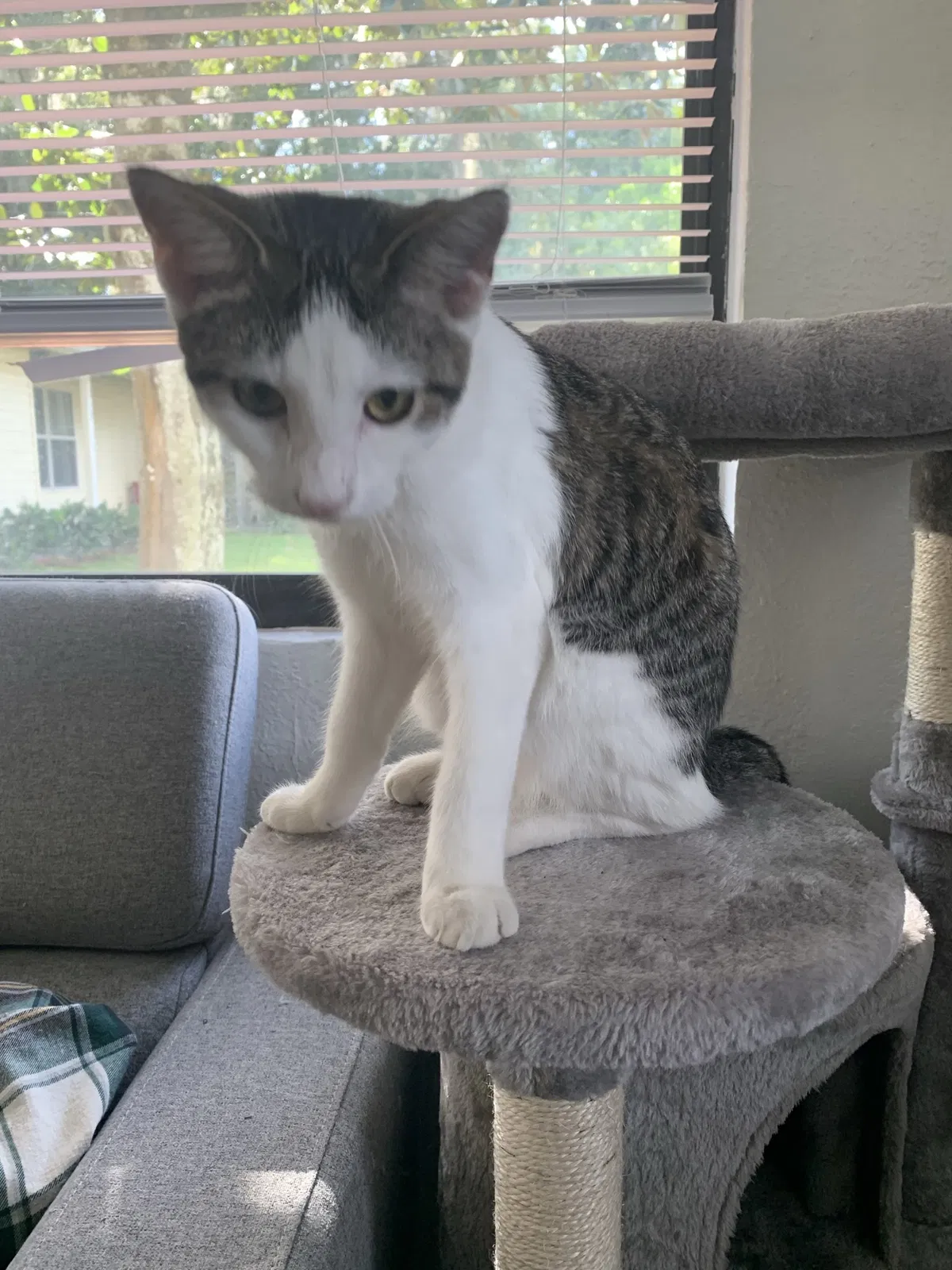 Lost cat in Deland, FL, 32720
