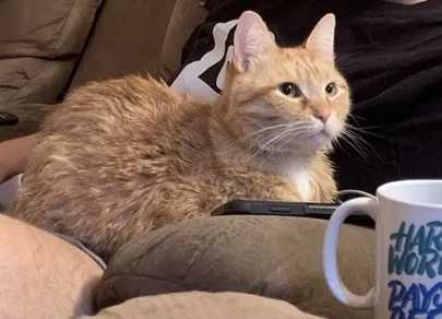 Lost cat in Newark, DE, 19711