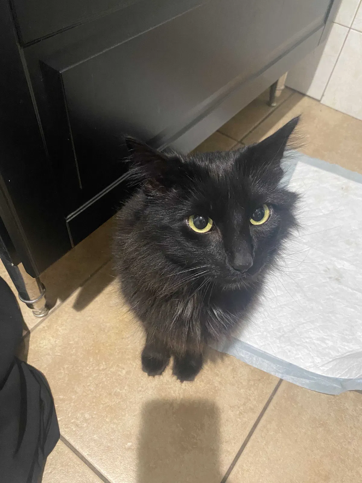 Lost cat in Panorama City, CA, 91402