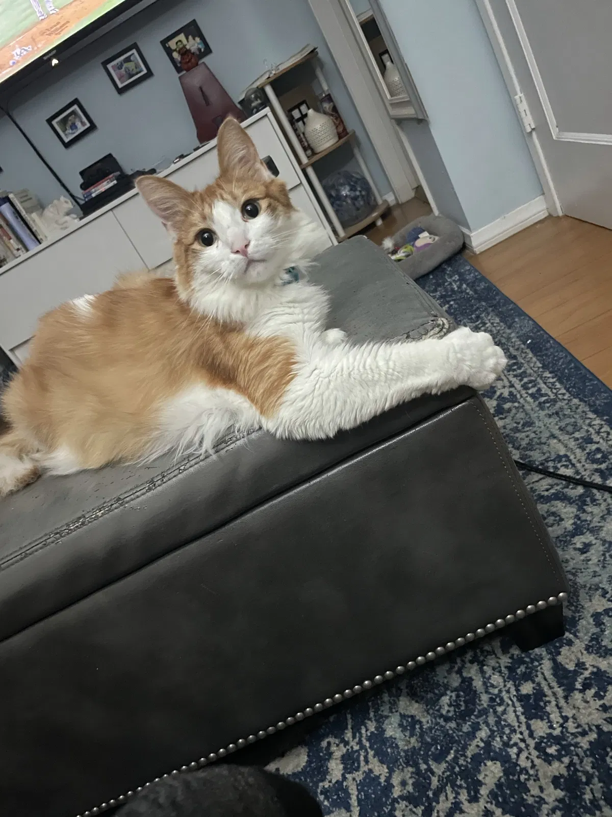 Lost cat in Burbank, CA, 91501