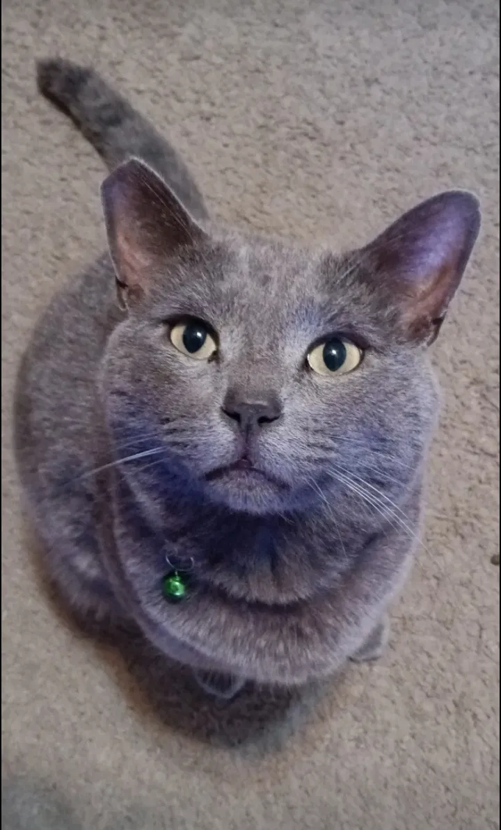 Lost cat in Antioch, CA, 94509