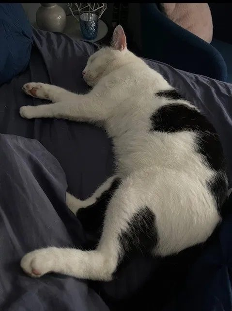 Lost cat in Orlando, FL, 32835