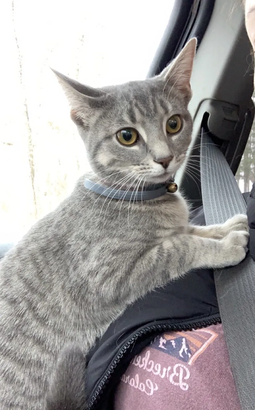 Lost cat in Fort Wayne, IN, 46825