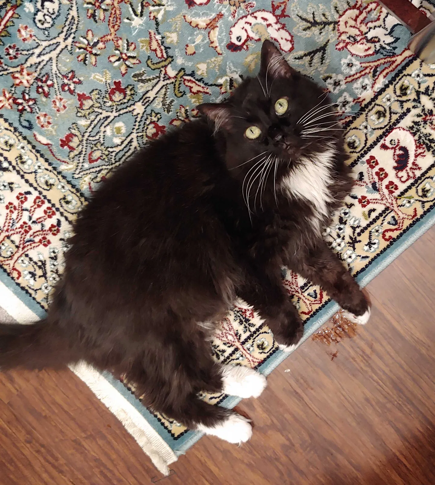 Lost cat in Homosassa, FL, 34446