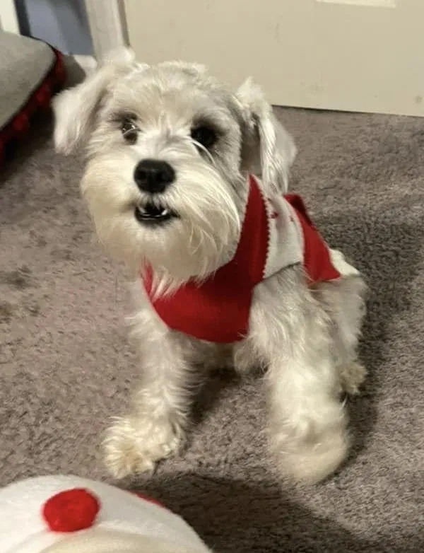 Lost dog in Baton Rouge, LA, 70817