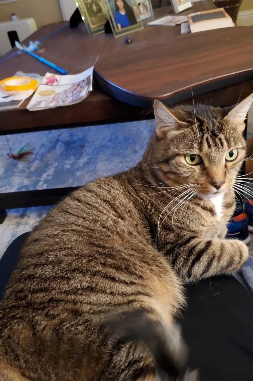 Lost cat in Rocklin, CA, 95765