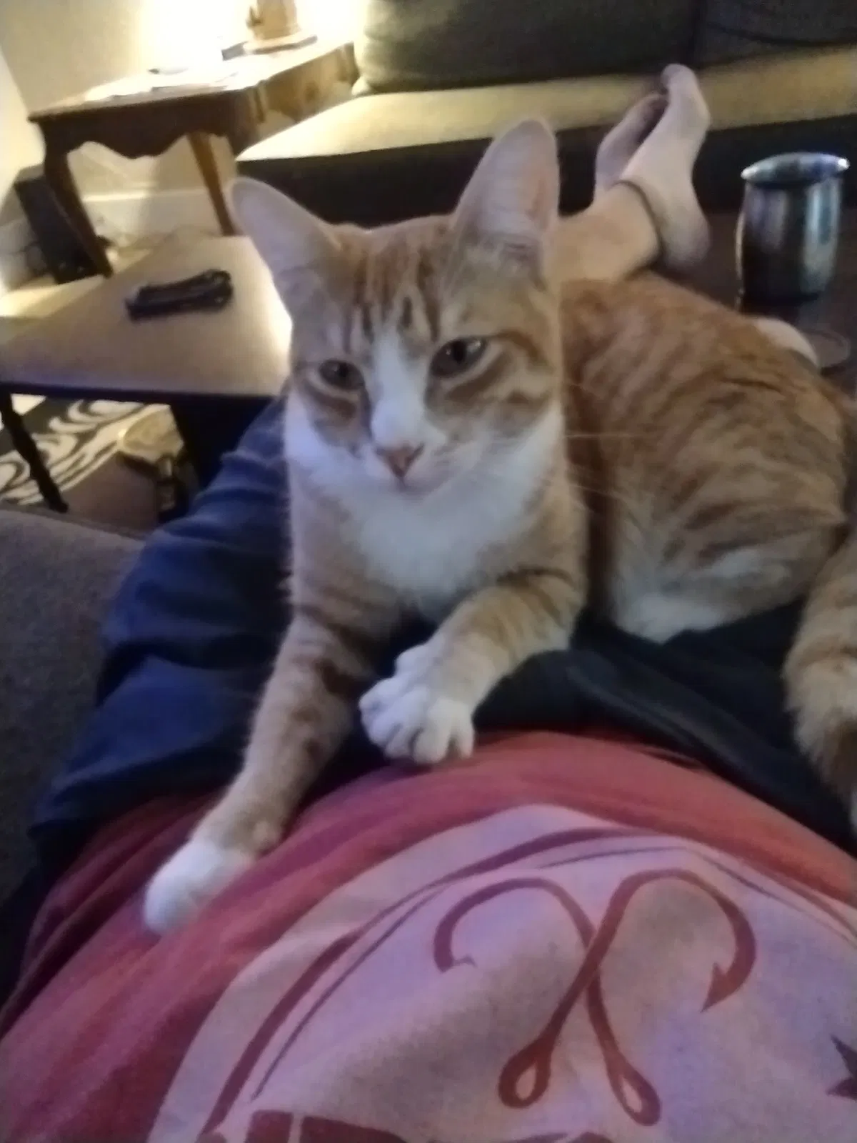 Lost cat in Redlands, CA, 92374
