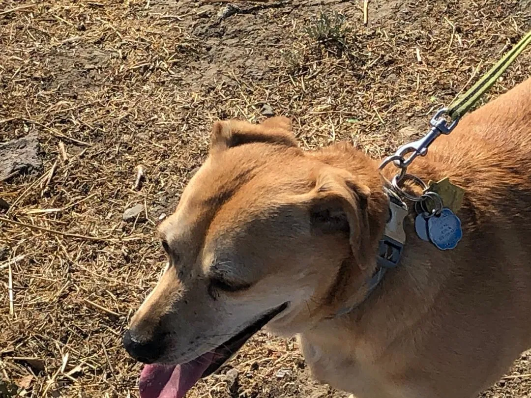 Lost dog in Martinez, CA, 94553