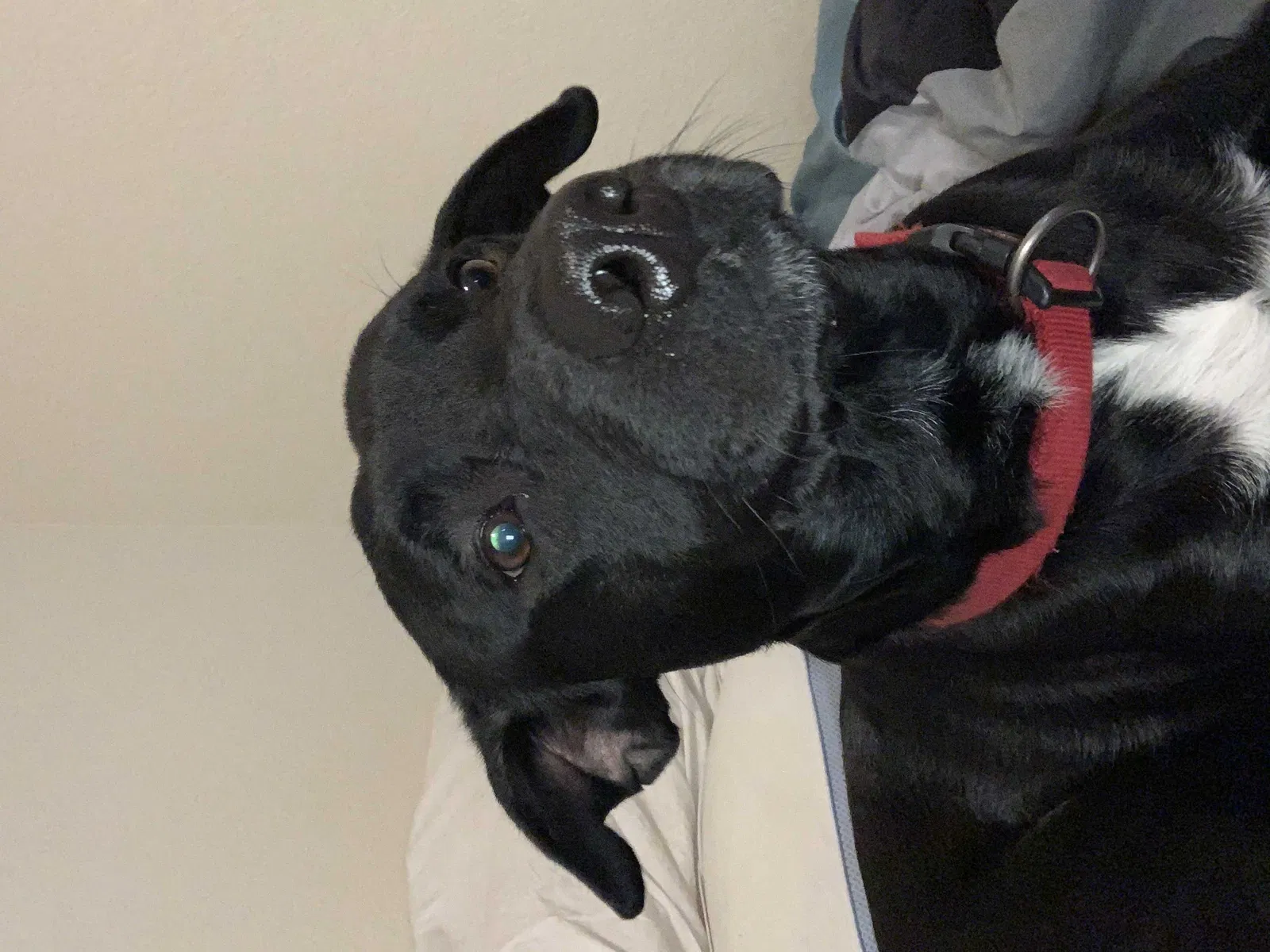 Lost dog in New Braunfels, TX, 78130