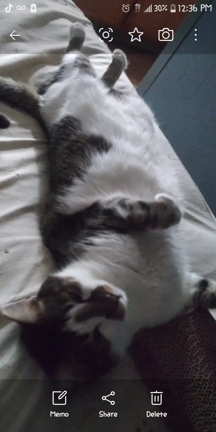 Lost cat in Indianapolis, IN, 46219
