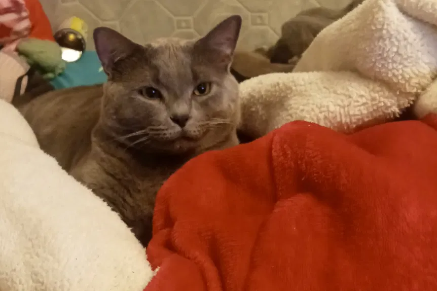 Lost cat in Albuquerque, NM, 87105