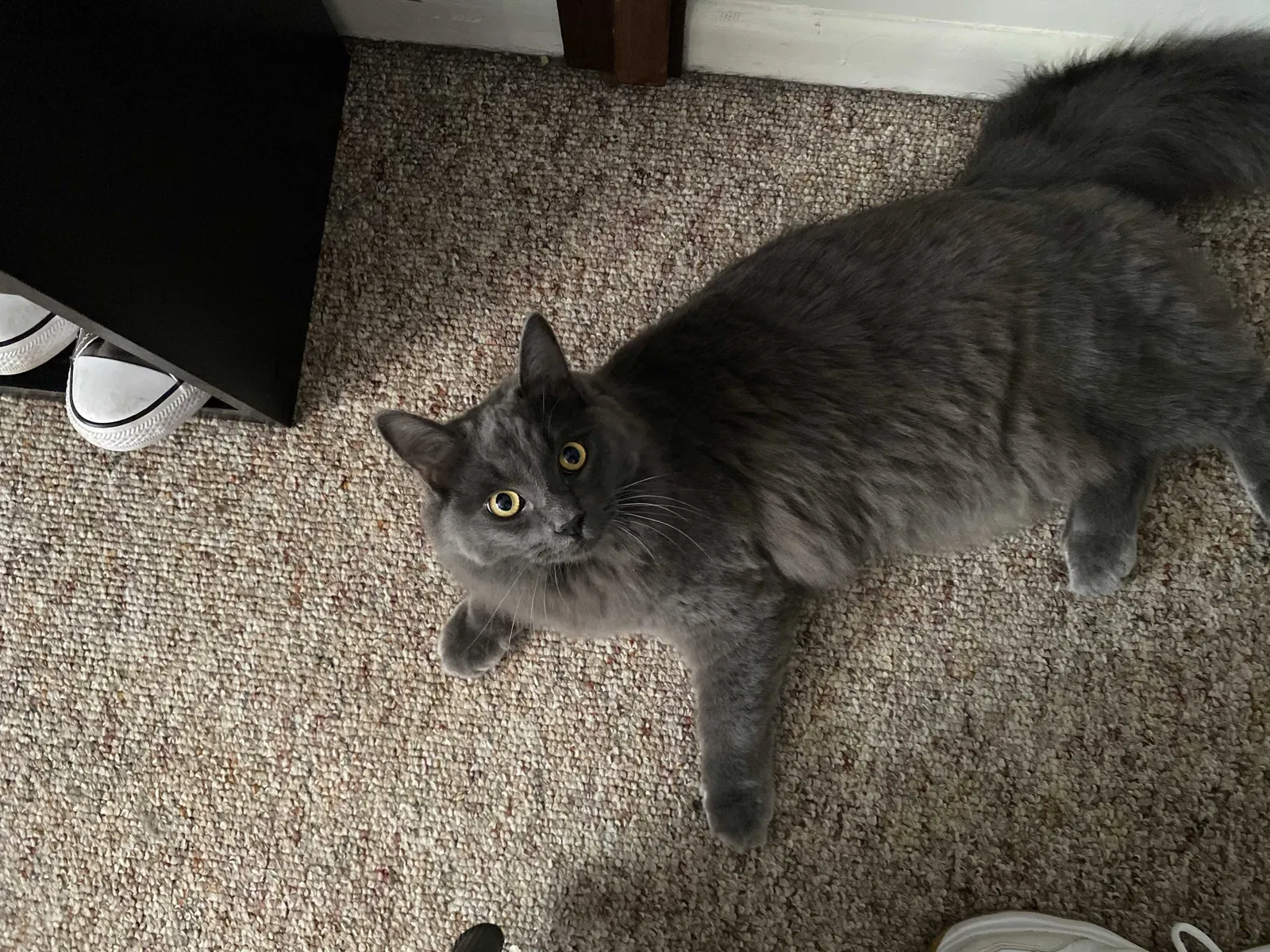 Lost cat in Rockaway, NJ, 7866