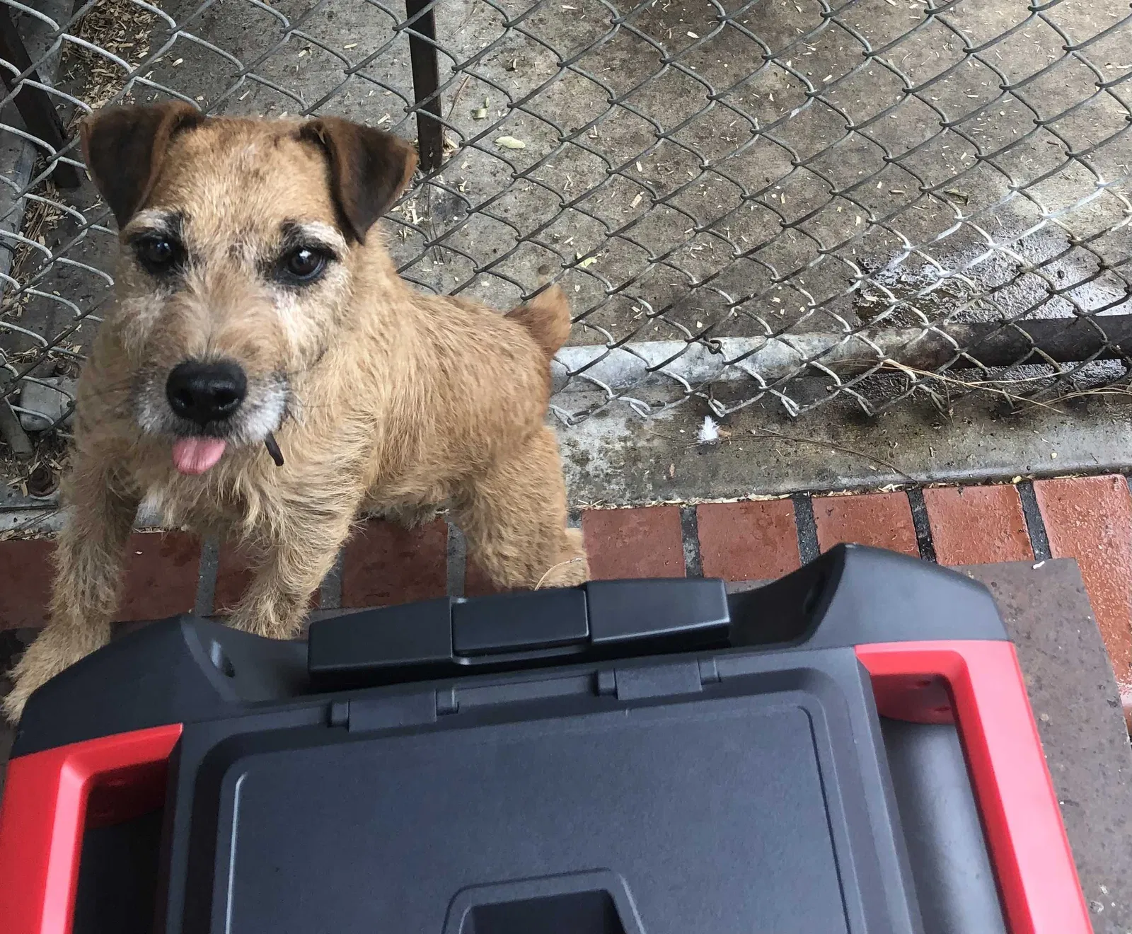 Lost dog in Oakland, CA, 94605