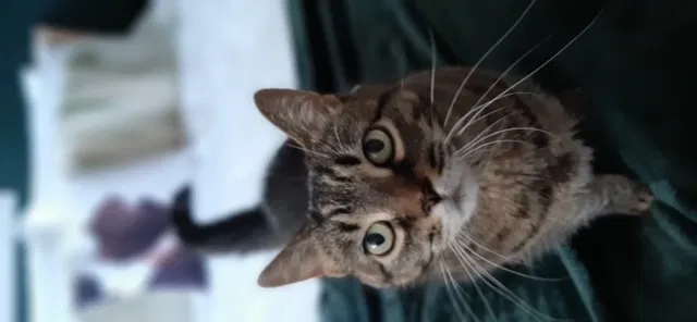 Lost cat in Milesburg, PA, 16853
