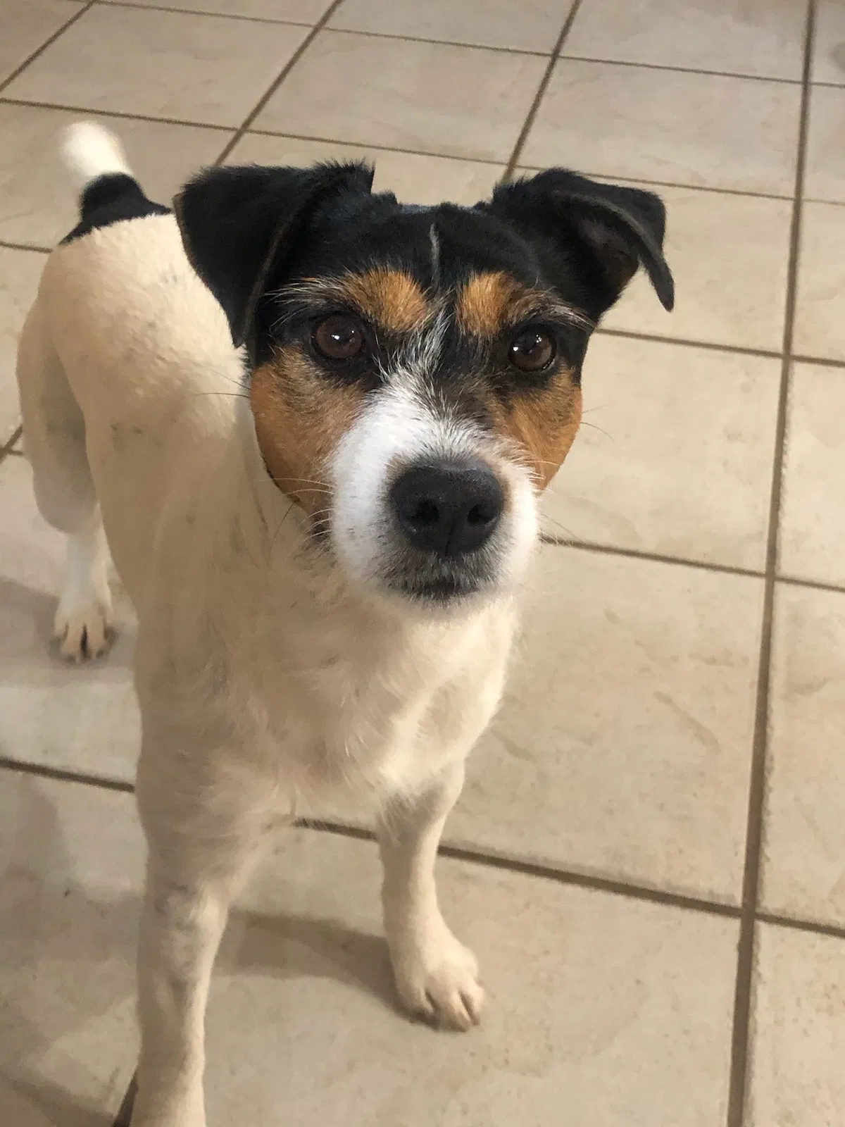 Lost dog in Apache, OK, 73006