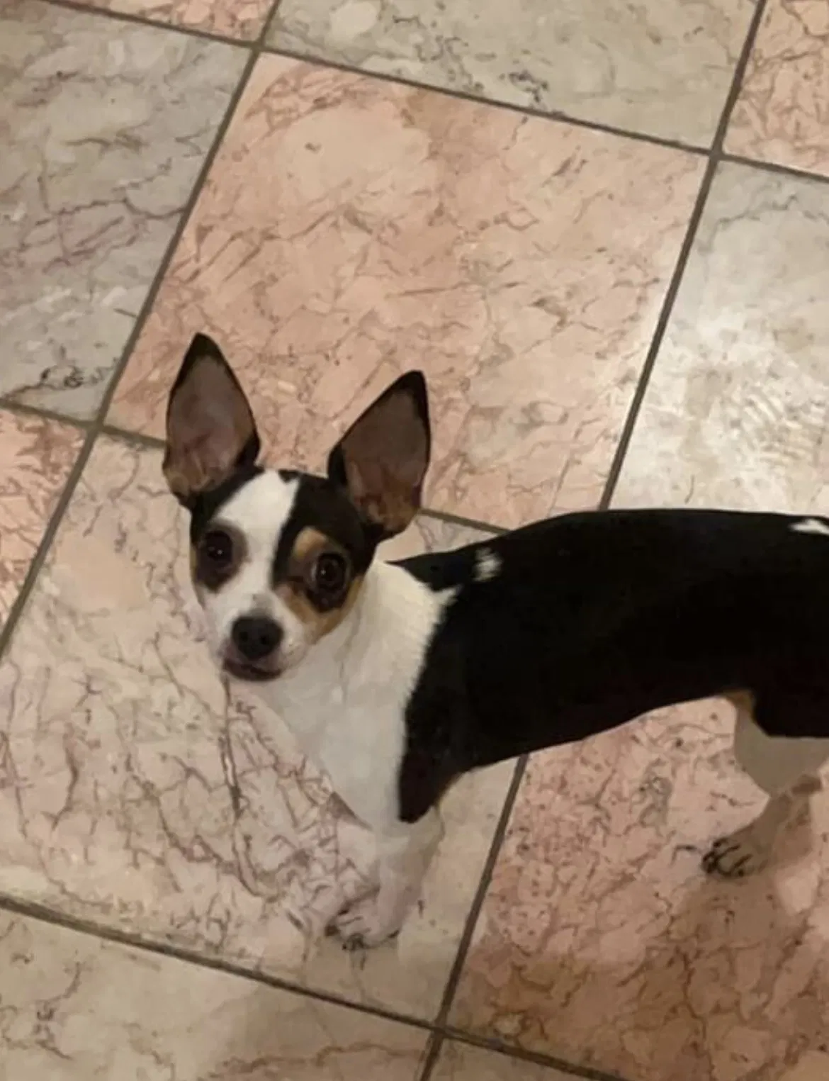 Lost dog in Milwaukee, WI, 53204