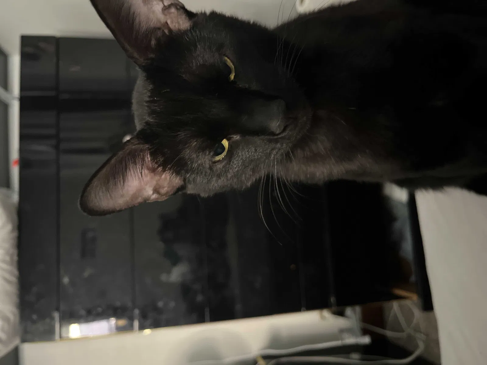 Lost cat in Dayton, OH, 45410