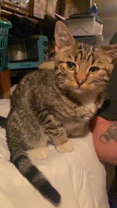 Lost cat in Mesa, AZ, 85210