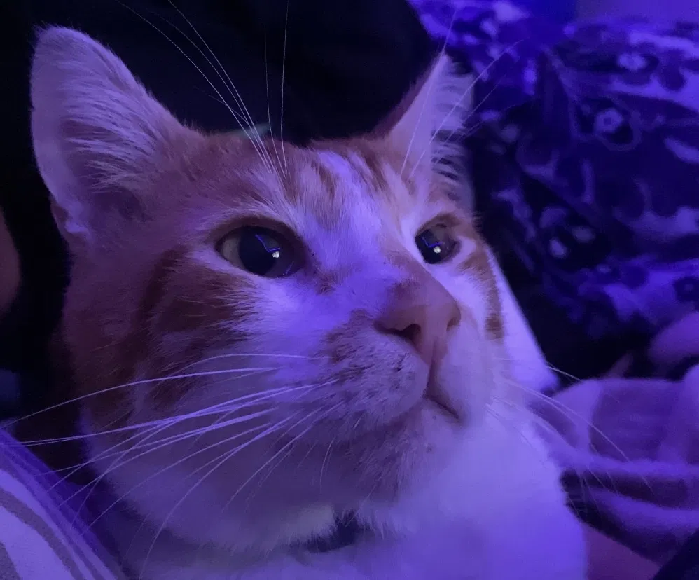 Lost cat in Silver Spring, MD, 20902