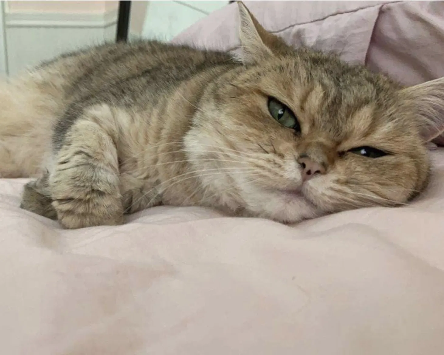 Lost cat in Las Vegas, NV, 89135