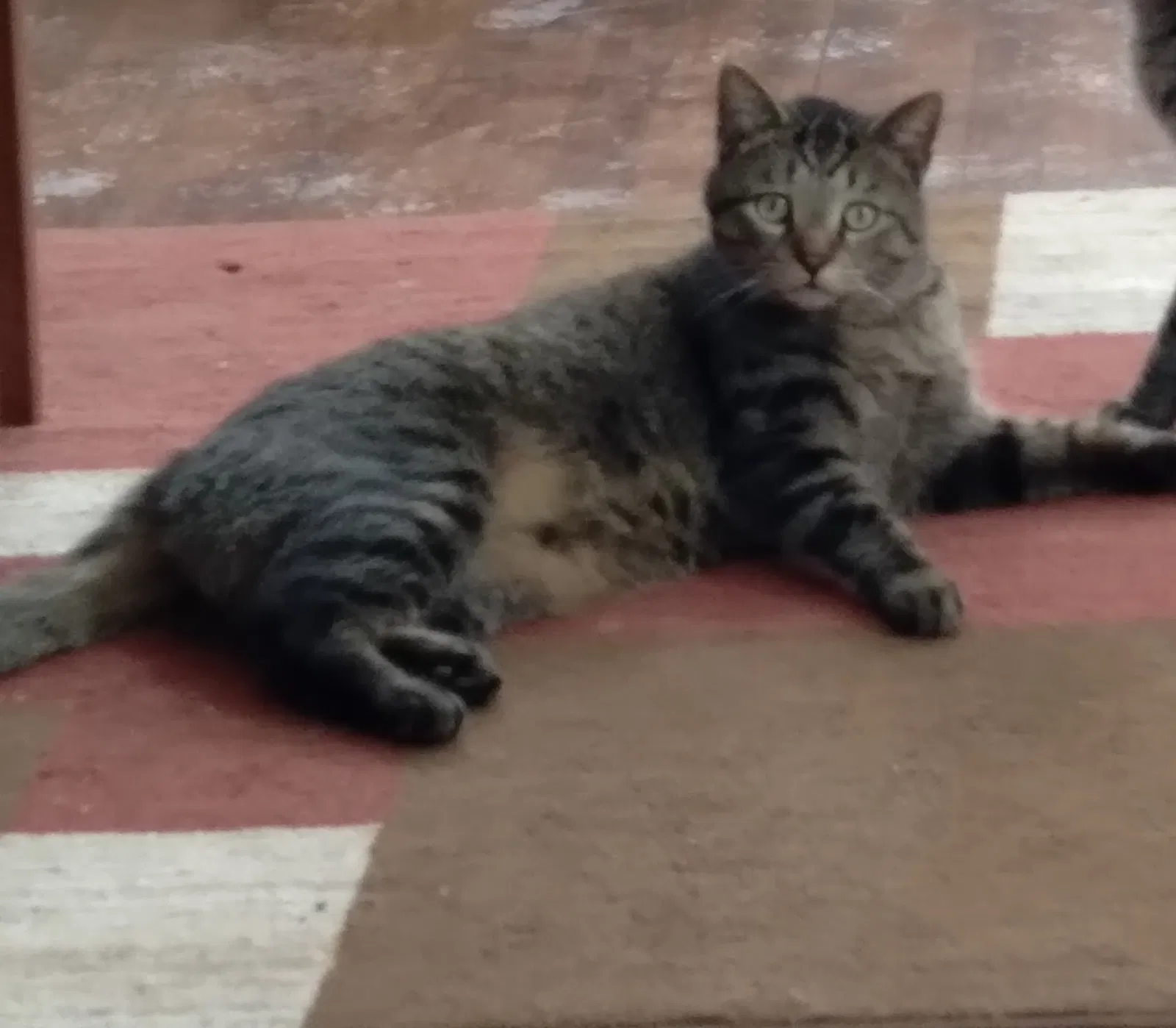 Lost cat in Detroit, MI, 48215