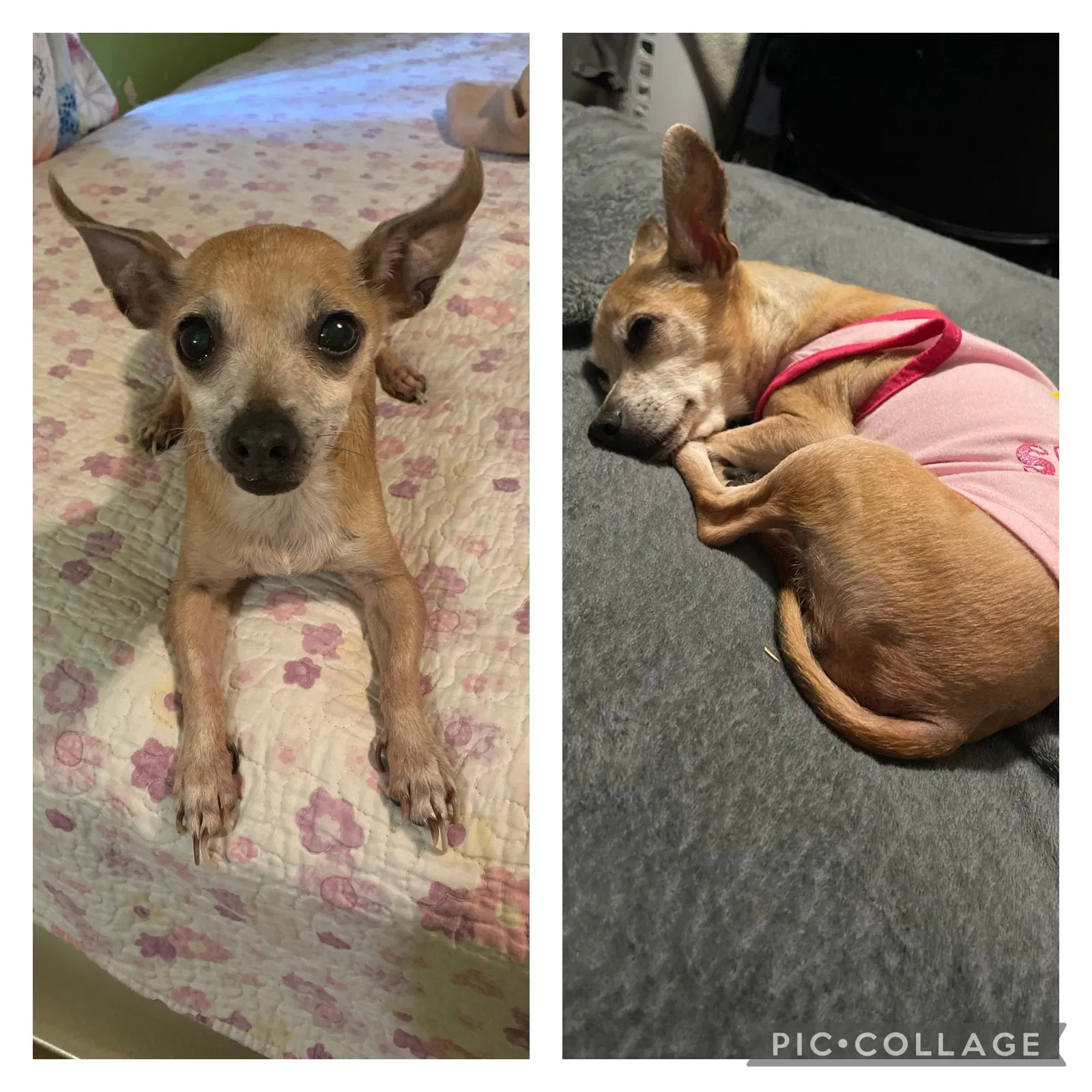 Lost dog in Los Angeles, CA, 90044