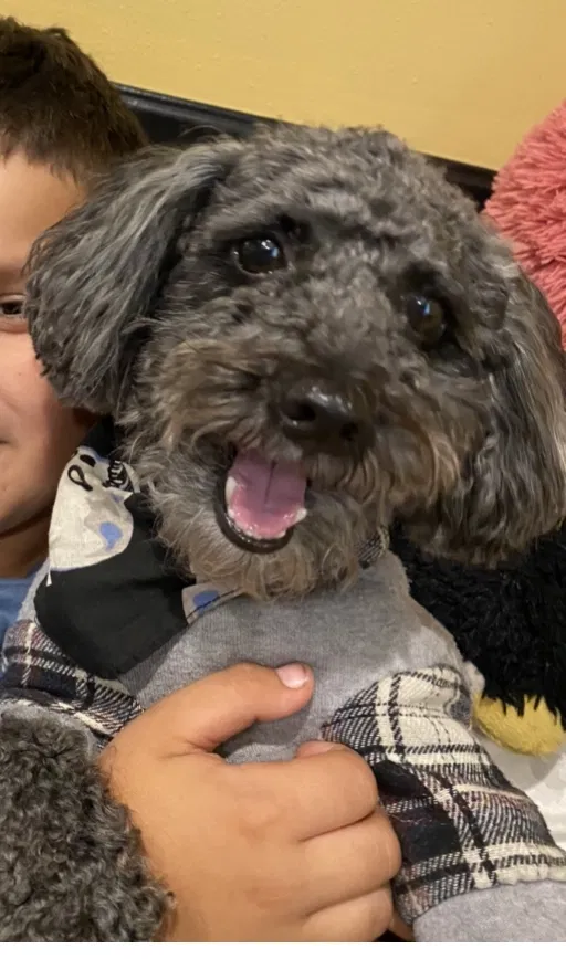 Lost dog in Fullerton, CA, 92832