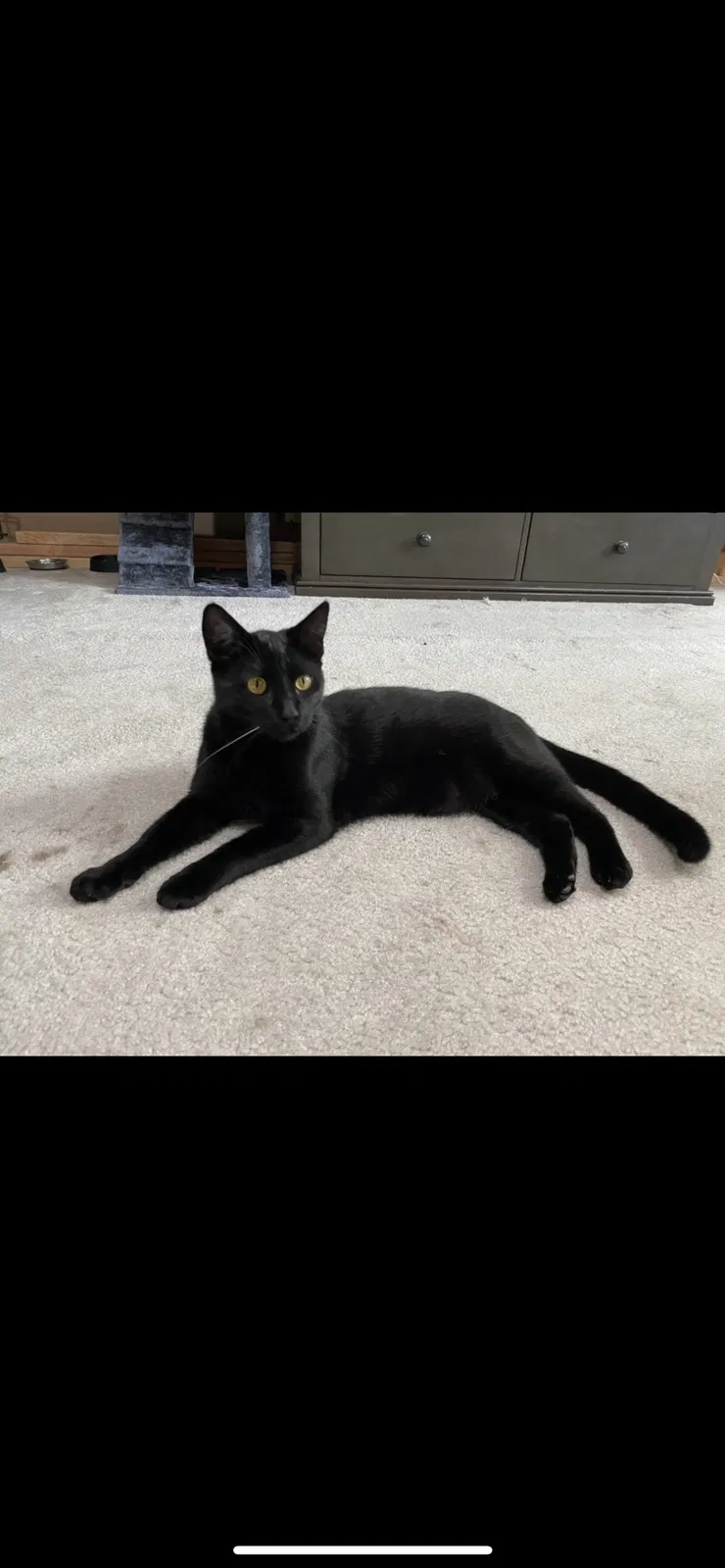 Lost cat in Watsonville, CA, 95076