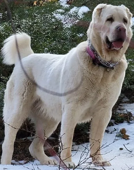 Lost dog in Salt Lake City, UT, 84117