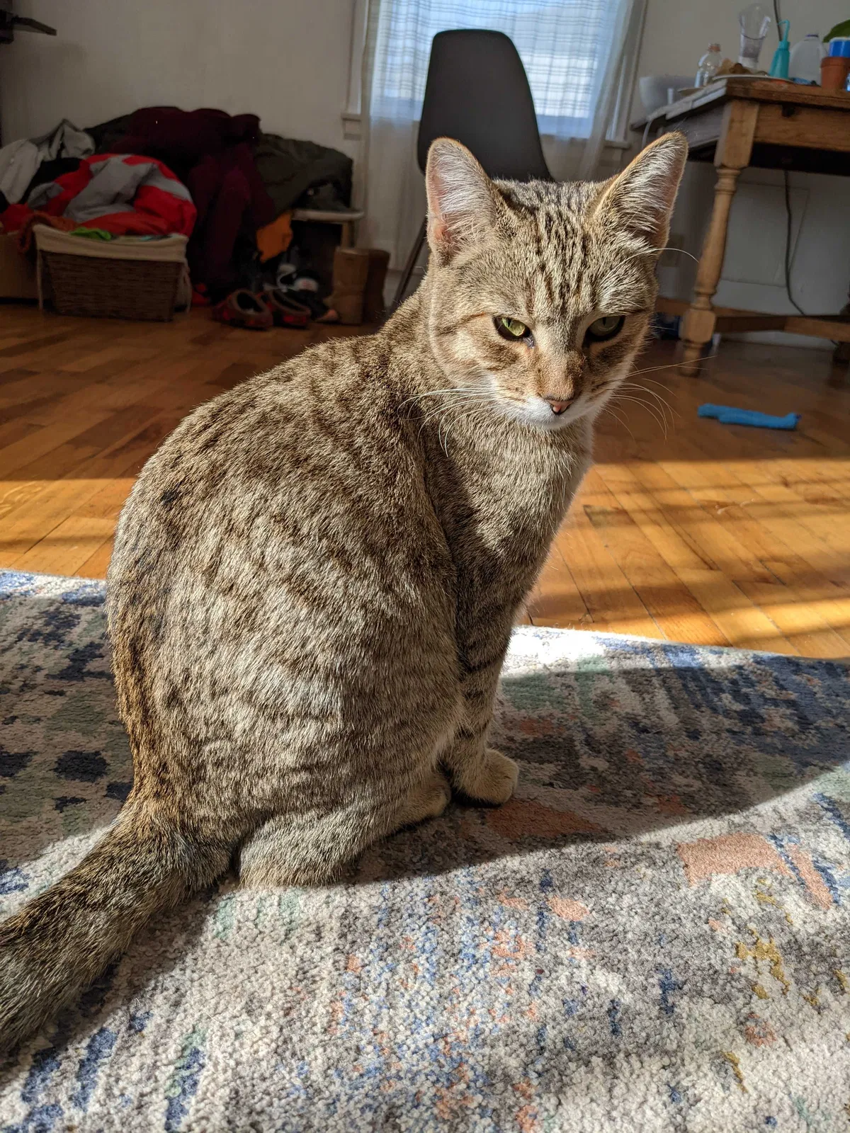 Lost cat in Everett, WA, 98201