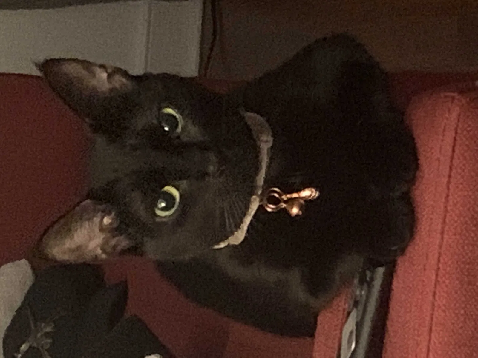 Lost cat in Petersburg, VA, 23803