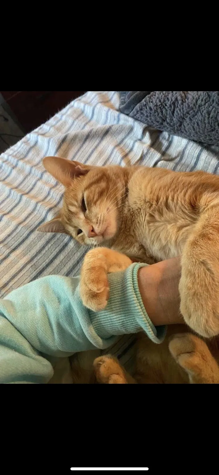 Lost cat in Murfreesboro, TN, 37129
