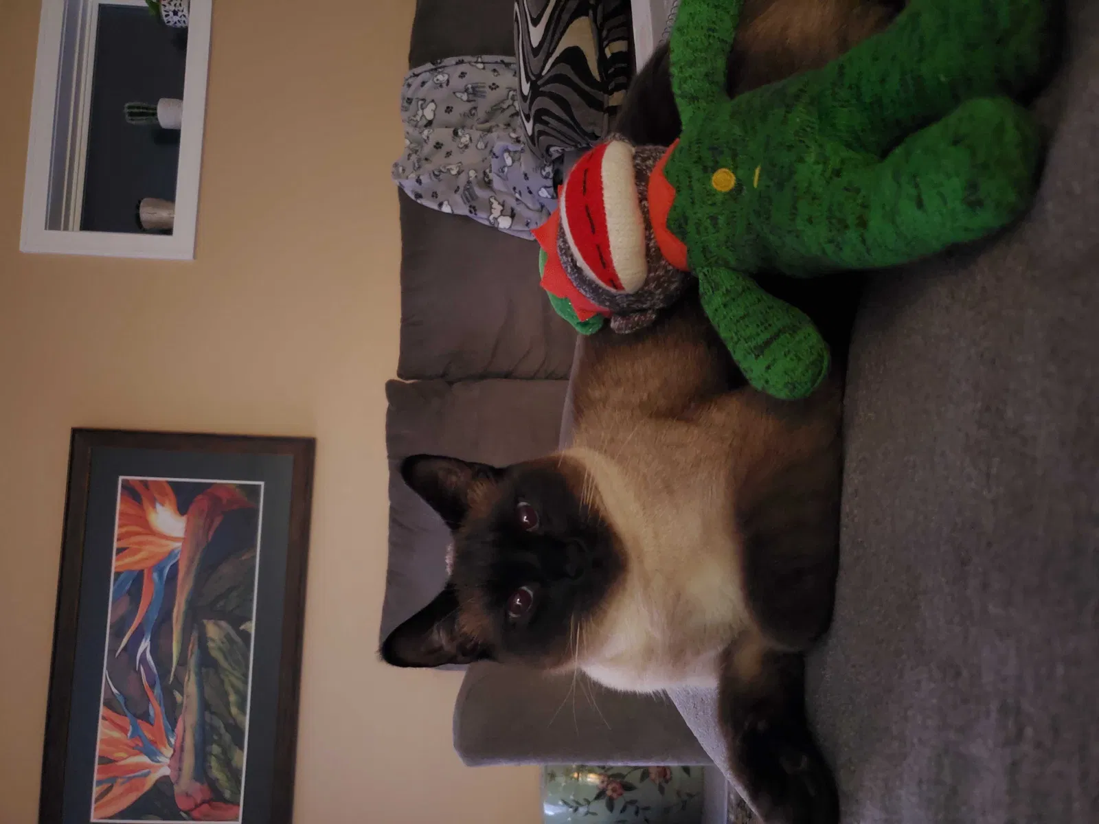 Lost cat in Lowell, MI, 49331