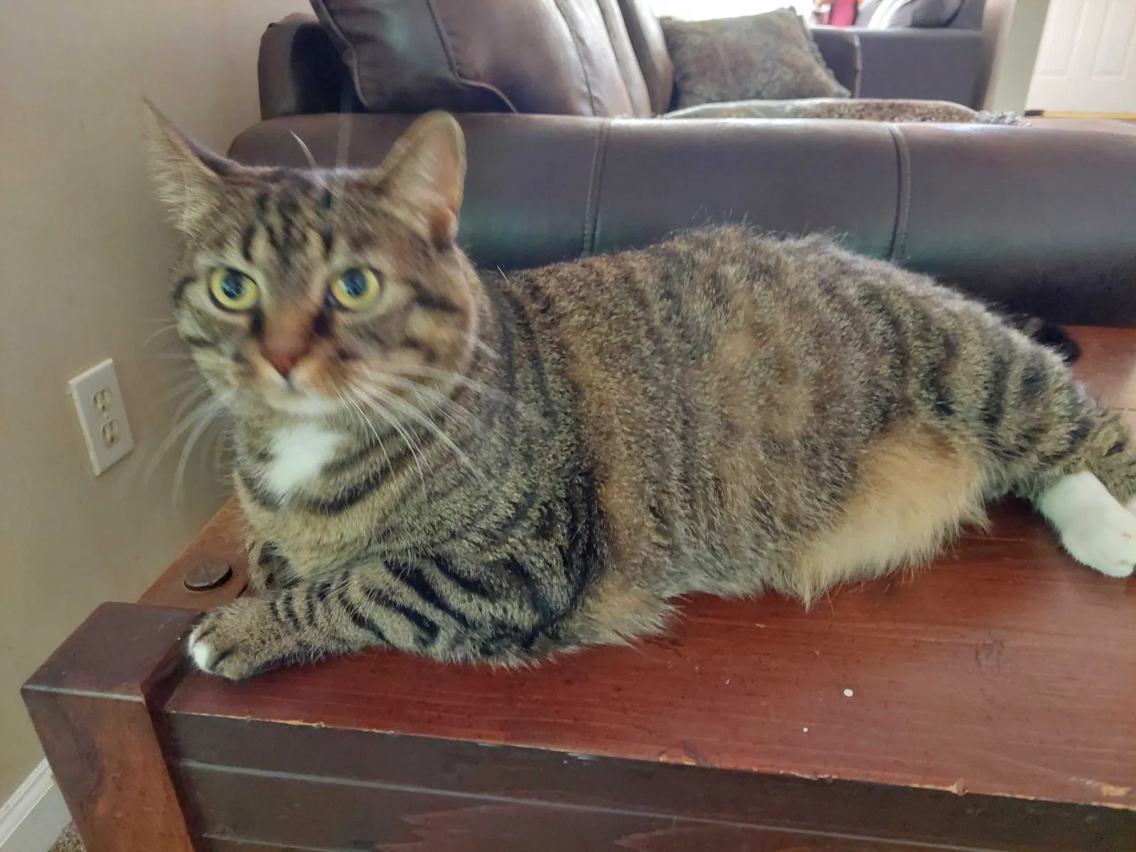 Lost cat in Lawrenceville, GA, 30044