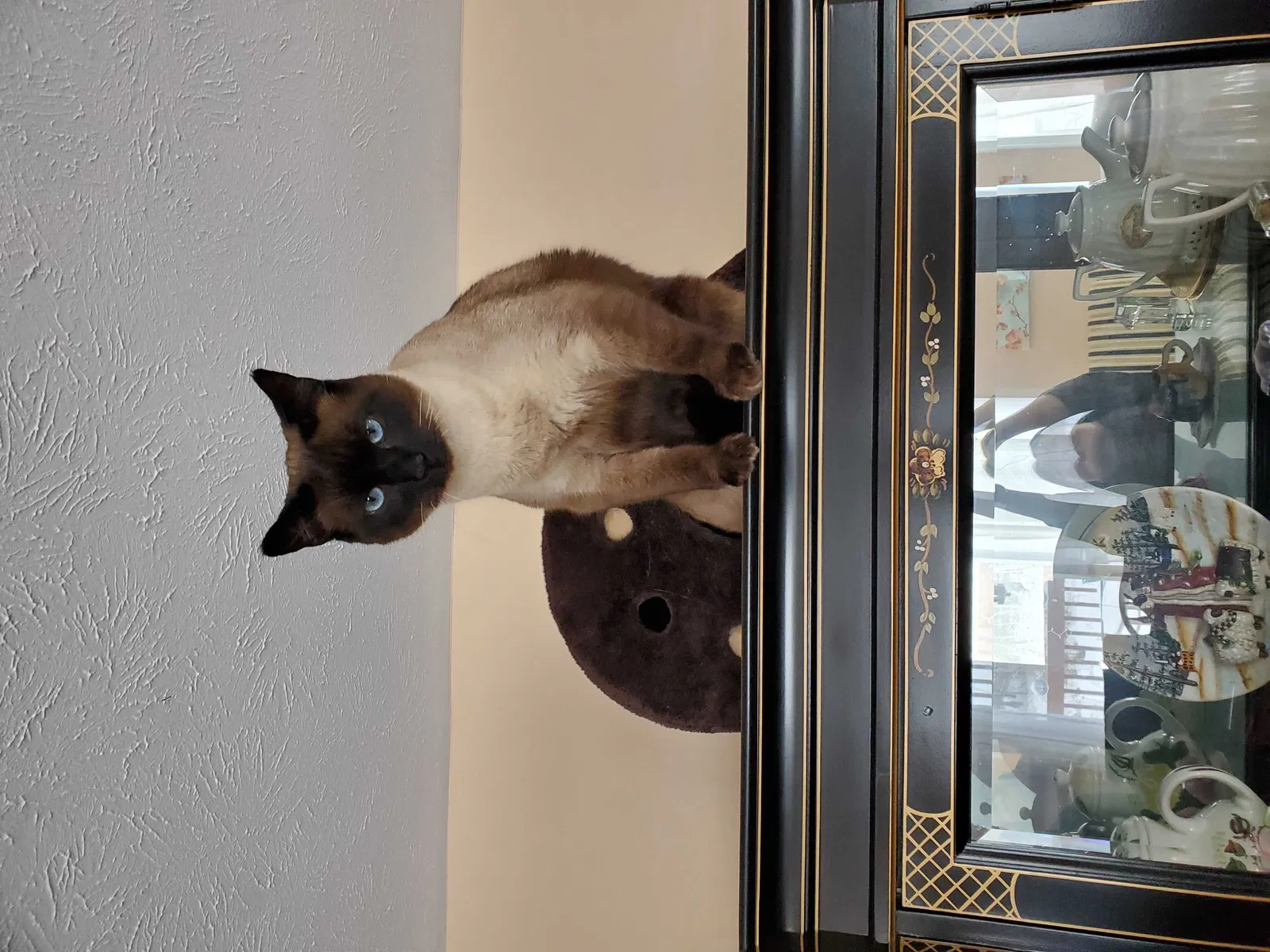 Lost cat in Lowell, MI, 49331