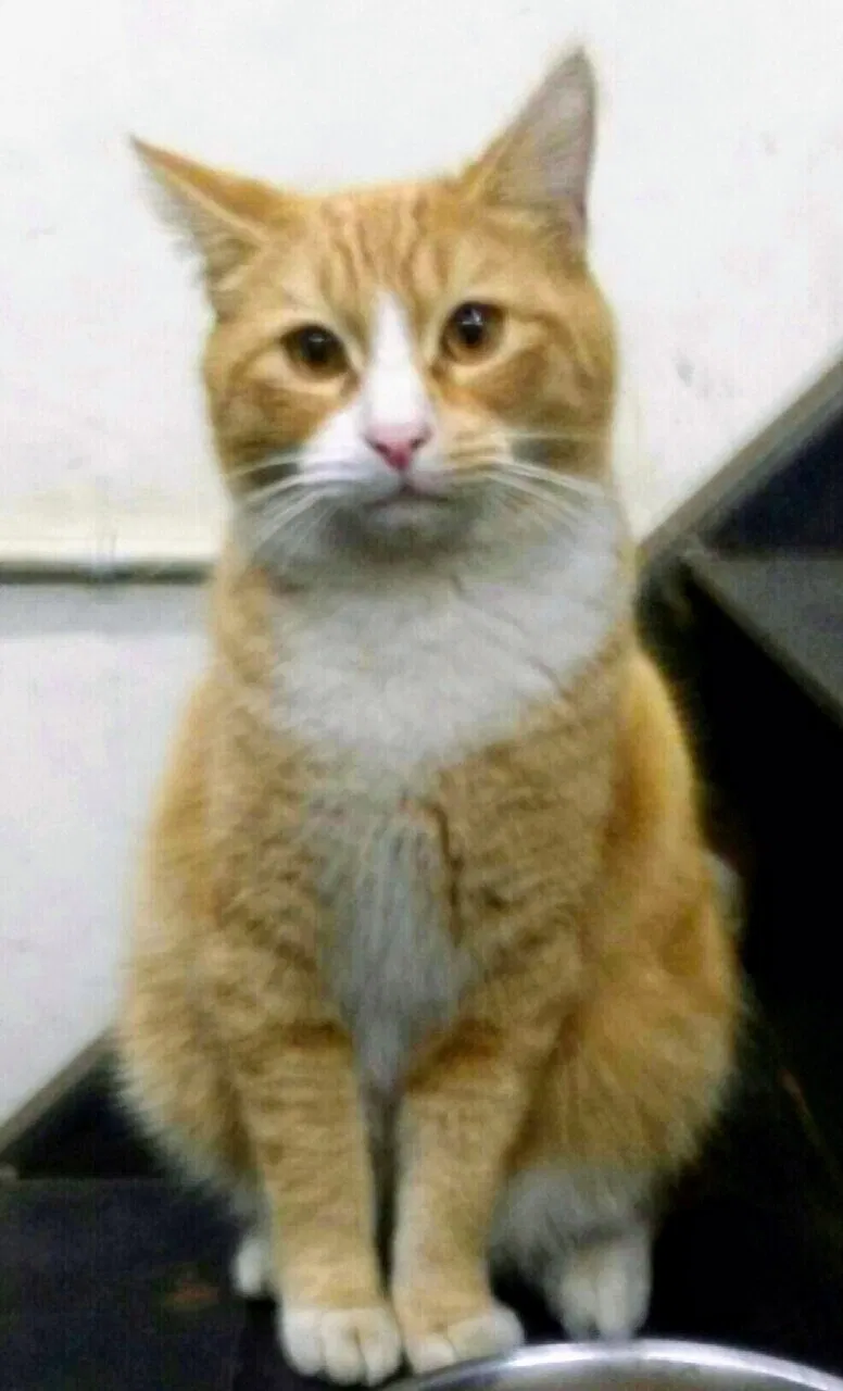 Lost cat in Ventura, CA, 93003