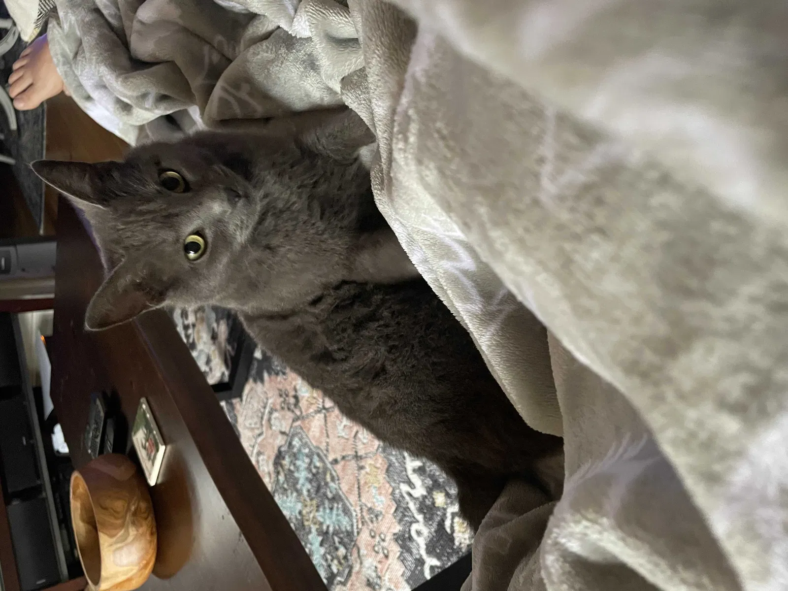Lost cat in Richmond, VA, 23227