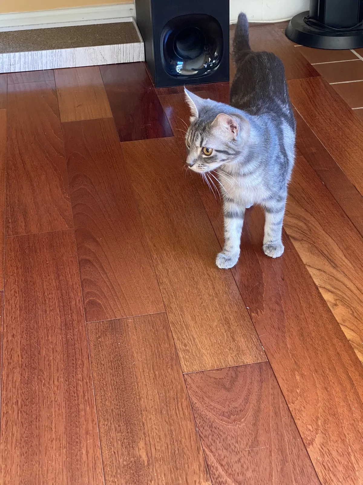 Lost cat in Cambridge, MA, 2139