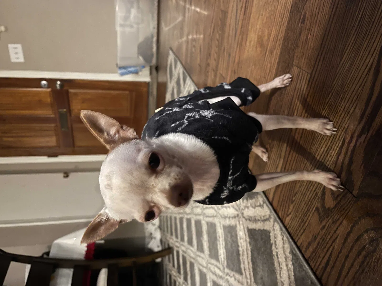 Lost dog in Capitol Heights, MD, 20743
