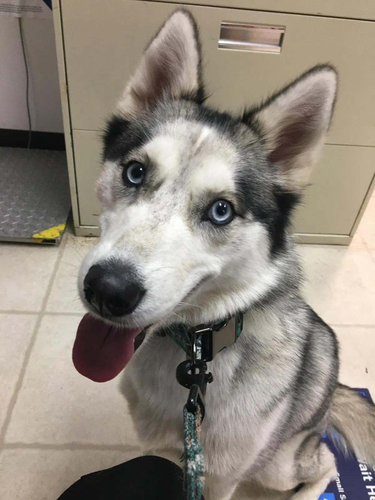 Lost dog in New Orleans, LA, 70126