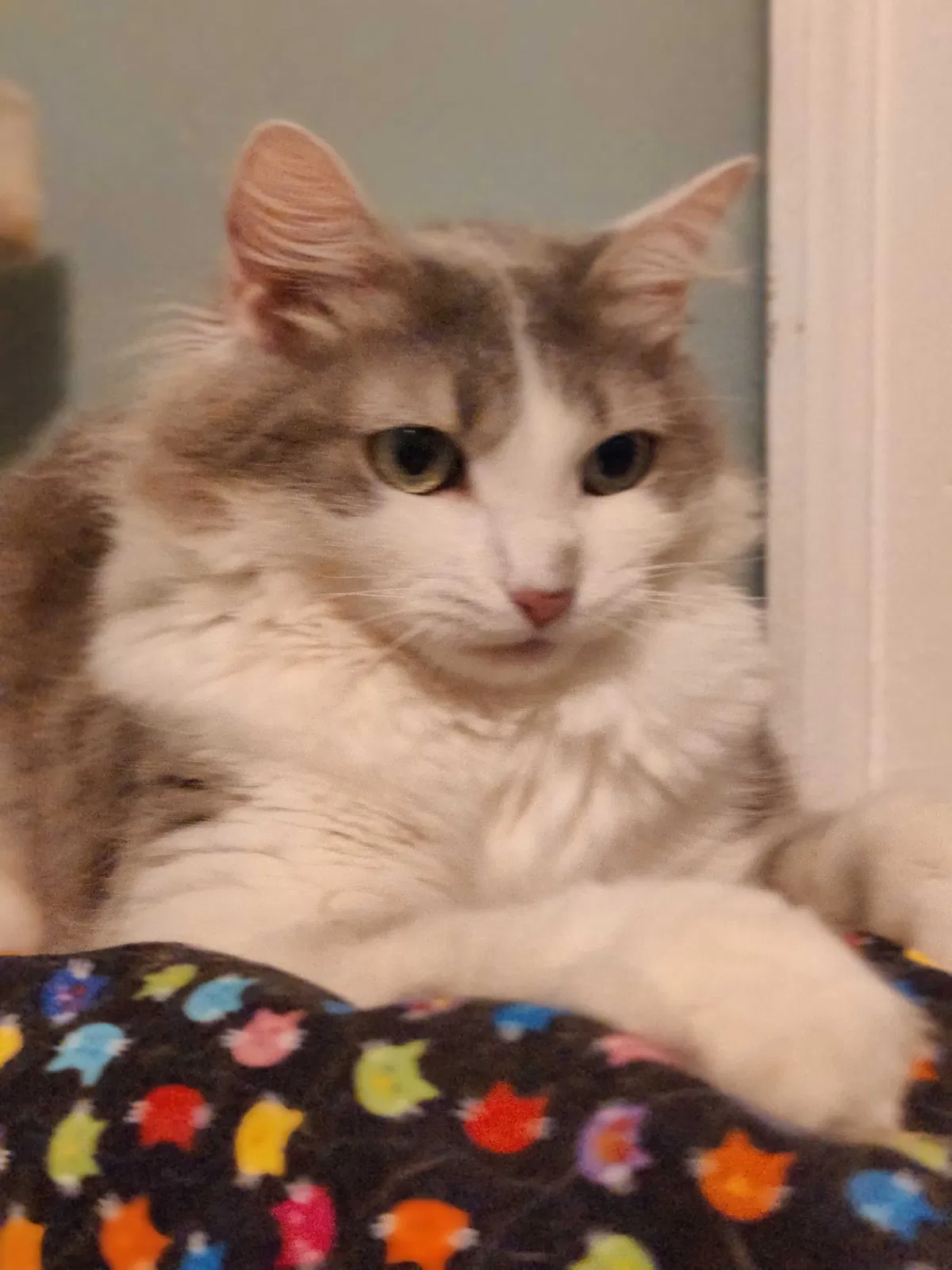 Lost cat in Richmond, VA, 23222