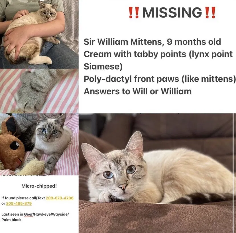 Lost cat in Turlock, CA, 95380