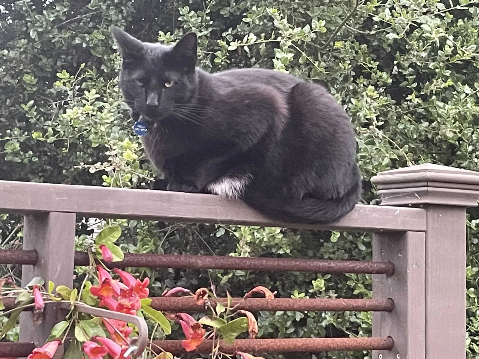 Lost cat in Santa Barbara, CA, 93109