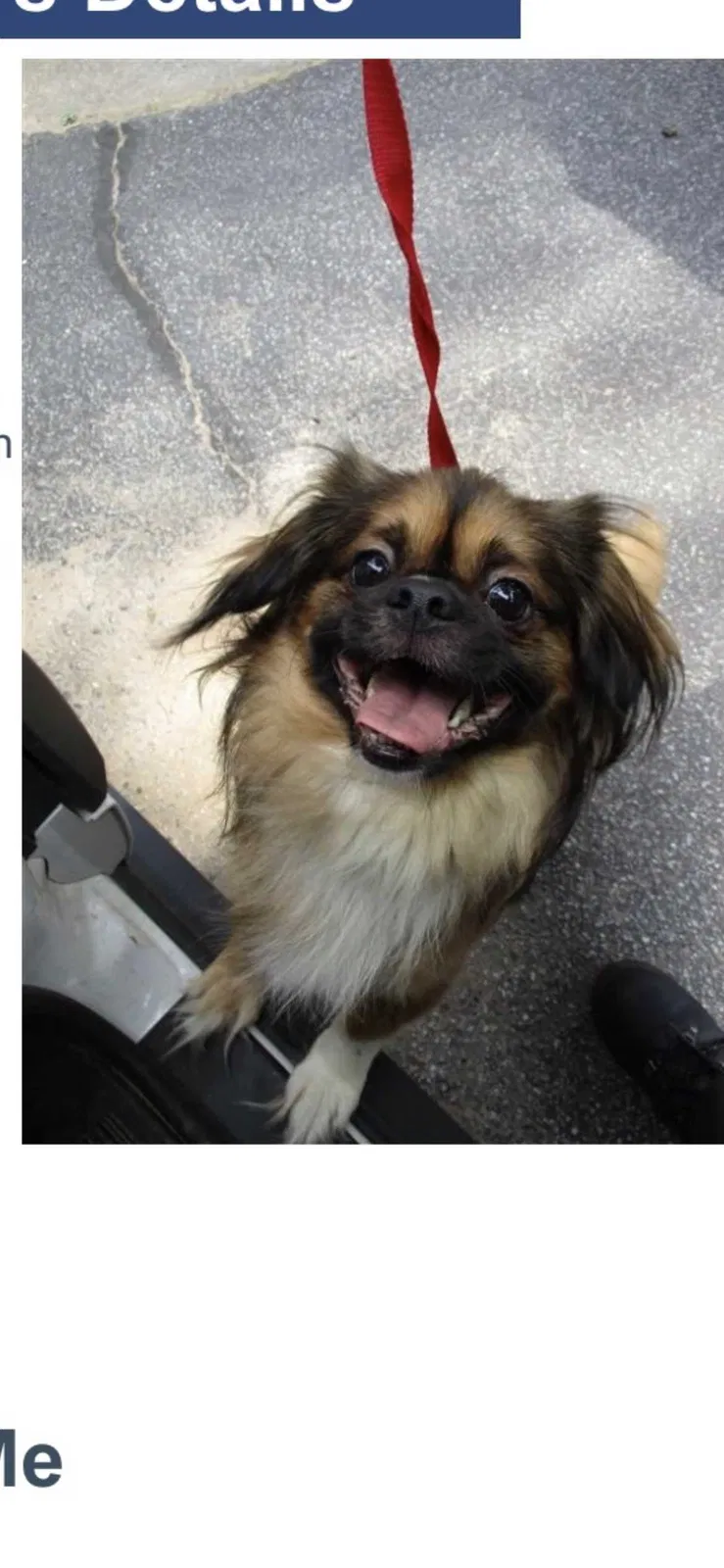 Lost dog in Riverdale, GA, 30274