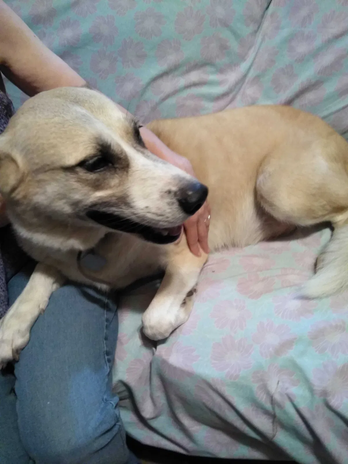 Lost dog in Fort Worth, TX, 76115